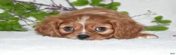 Cavalier King Charles Spaniel dogs for sale: Reese - Ad 8