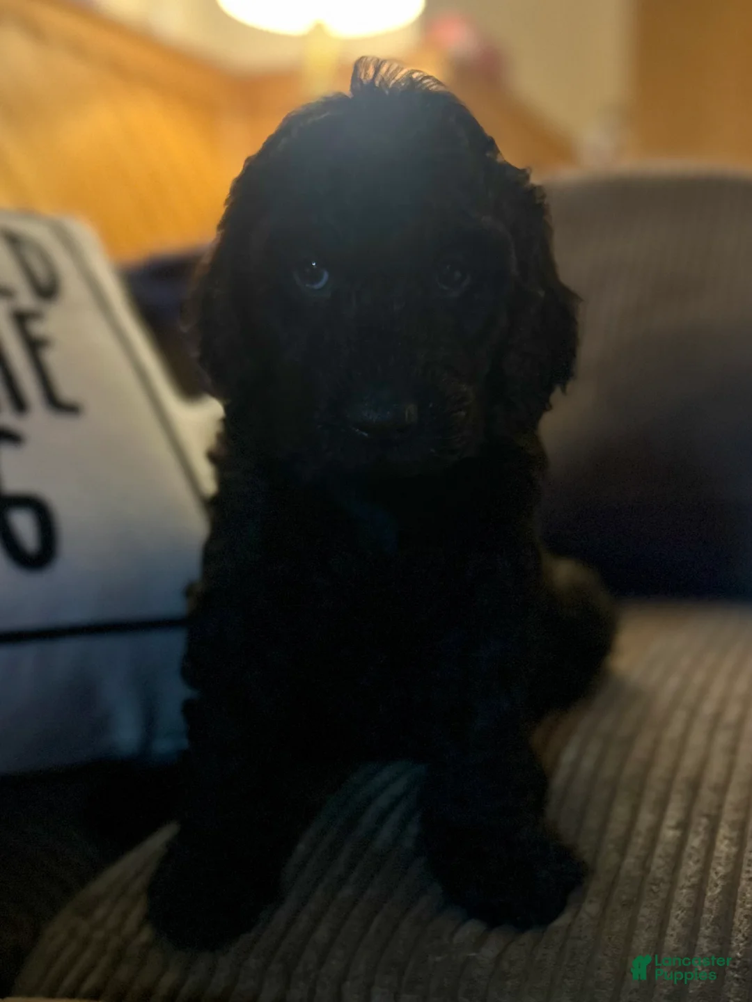 Goldendoodle dogs for sale: Tito - Red Collar Male - Ad 1