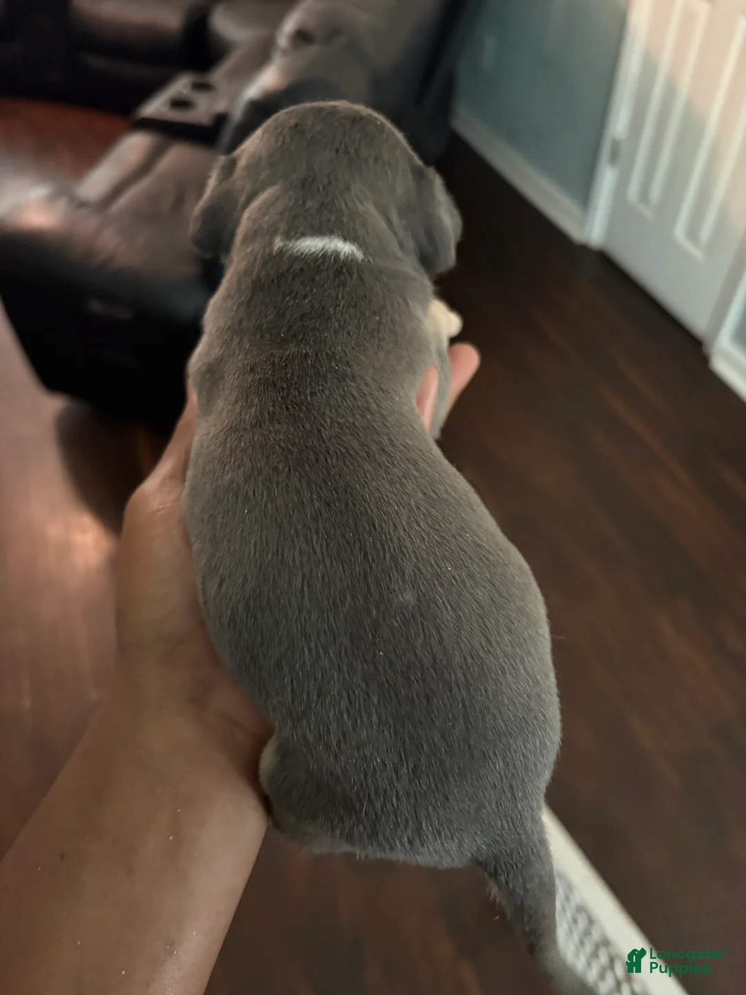 Mixed Breed dogs for sale: Pup 2 - Ad 2
