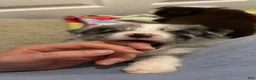 Border Collie dogs for sale: Jason Crabb - Ad 4