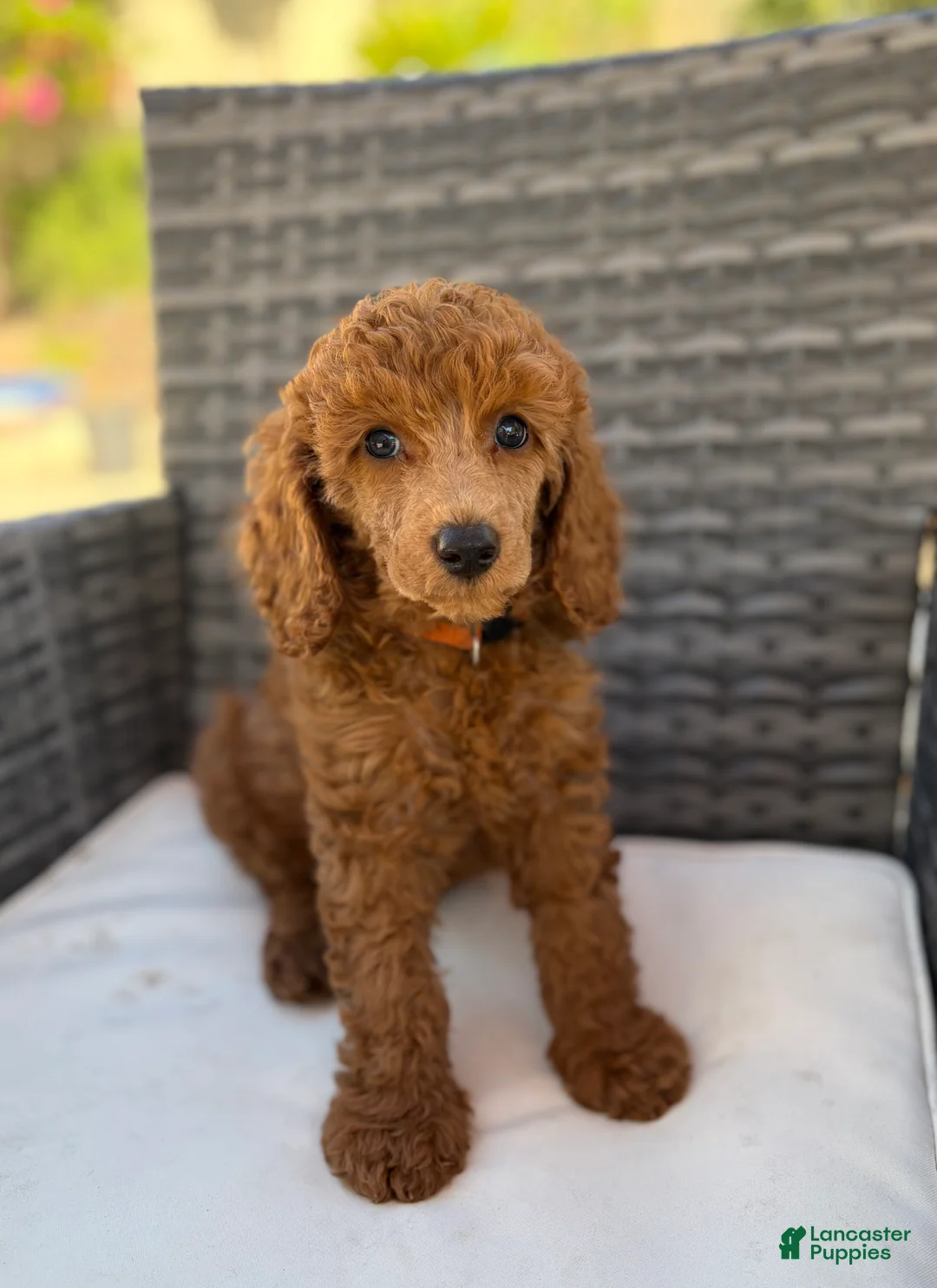 Miniature Poodle dogs for sale: Ray - Ad 1