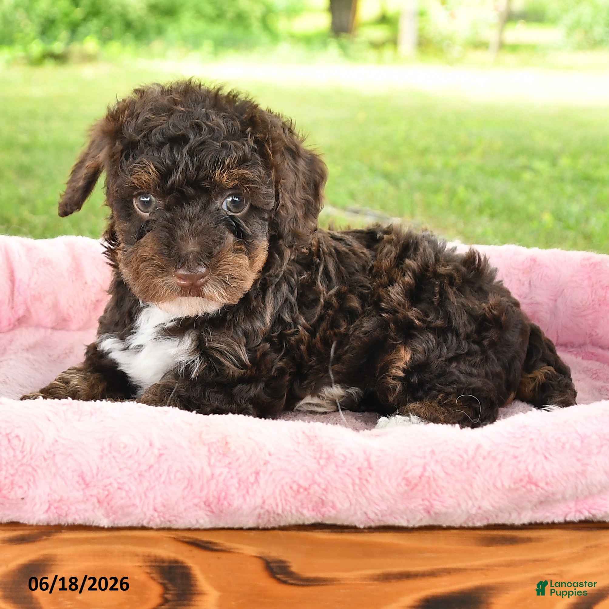Toy Poodle dogs April - Ad 2