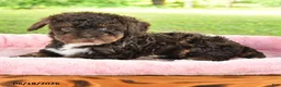 Toy Poodle dogs for sale: April - Ad 2
