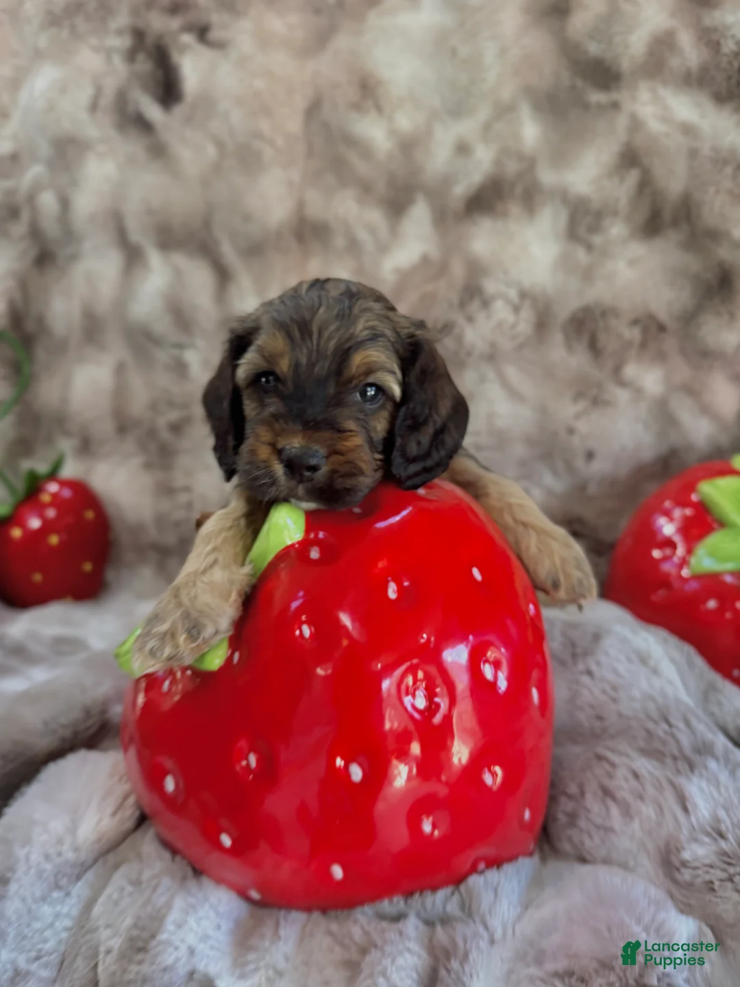 Cockapoo dogs for sale: Cockapoo Puppy 6 - Ad 2
