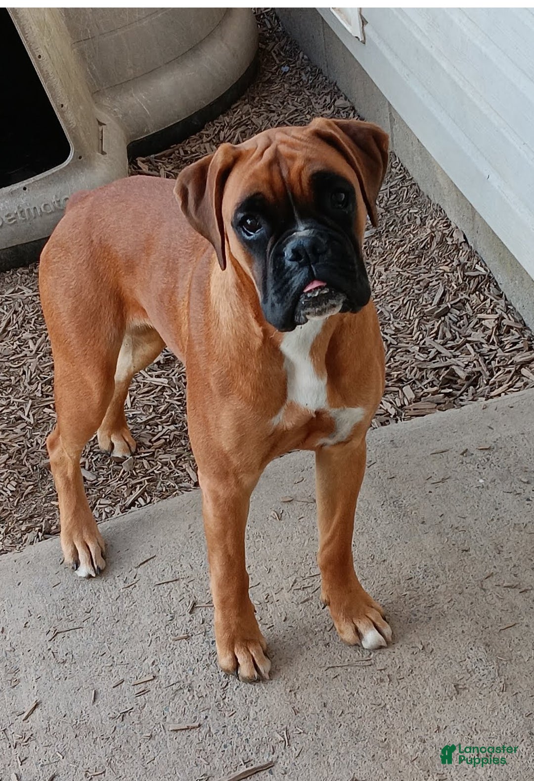 Boxer dogs for sale: Ryder - Ad 6