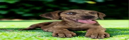 Catahoula Leopard Dog dogs for sale: Tigger 2026 Female 3 - Ad 8
