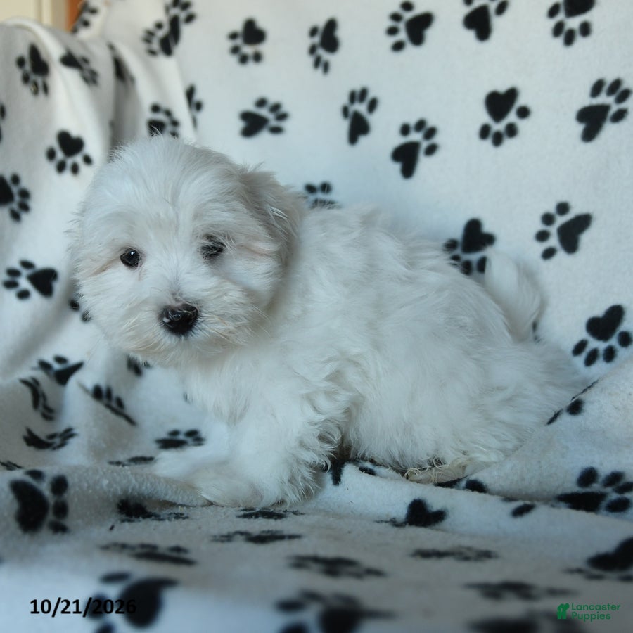 Maltese dogs Pebbles - Ad 1