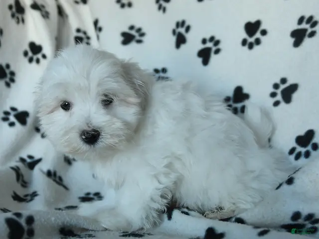 Maltese dogs for sale: Pebbles - Ad 1