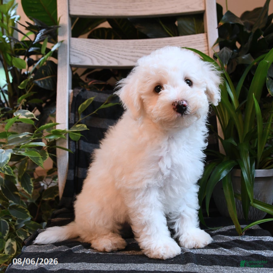 Bichpoo dogs Blue - Ad 1