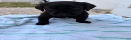 Labrador Retriever dogs for sale: Labrador Retriever Puppy 6 - Ad 4