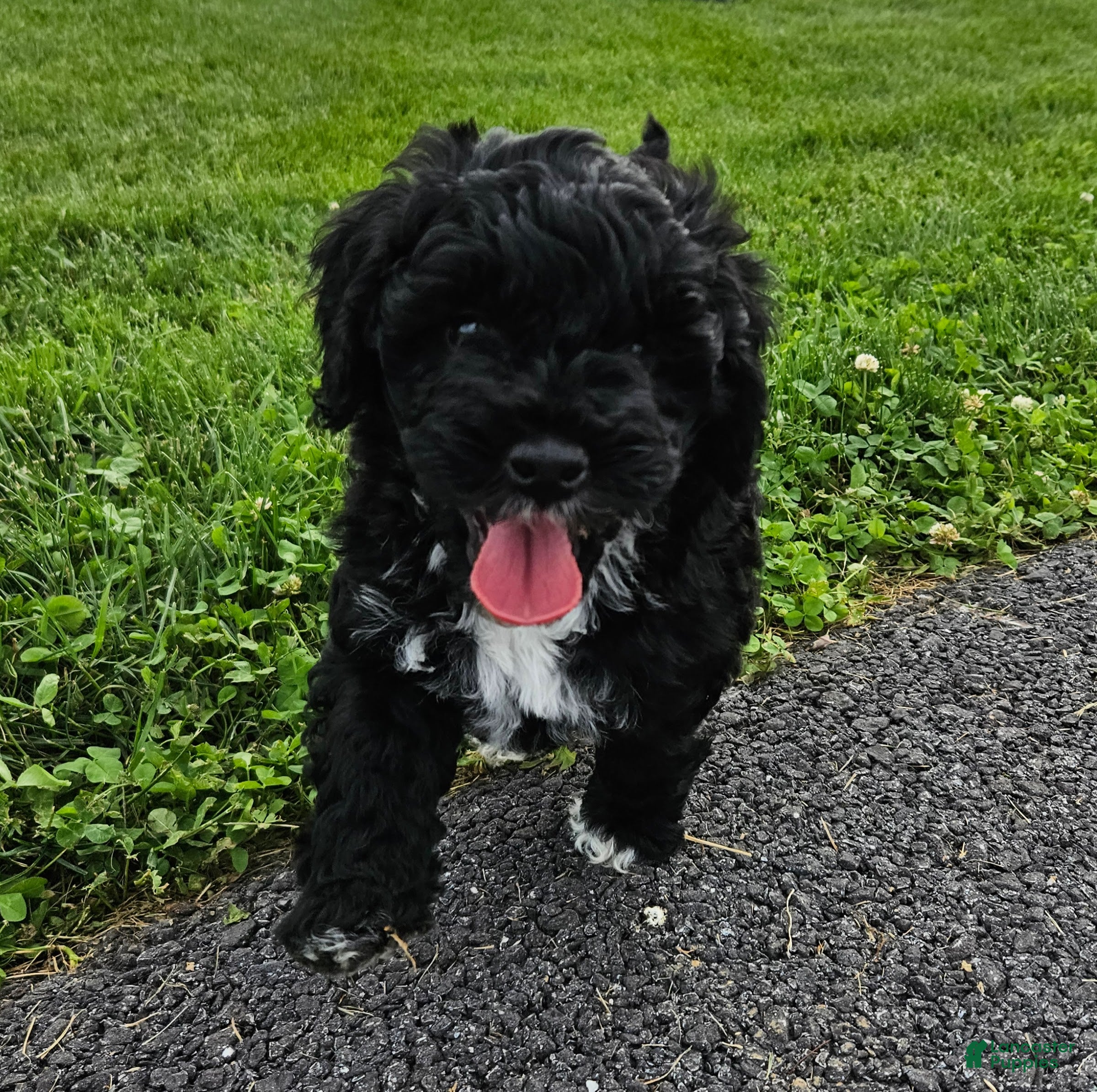 Mini Bernedoodle dogs Conner - Ad 1