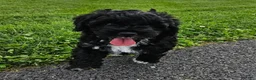 Mini Bernedoodle dogs for sale: Conner - Last of the Litter! - Ad 9