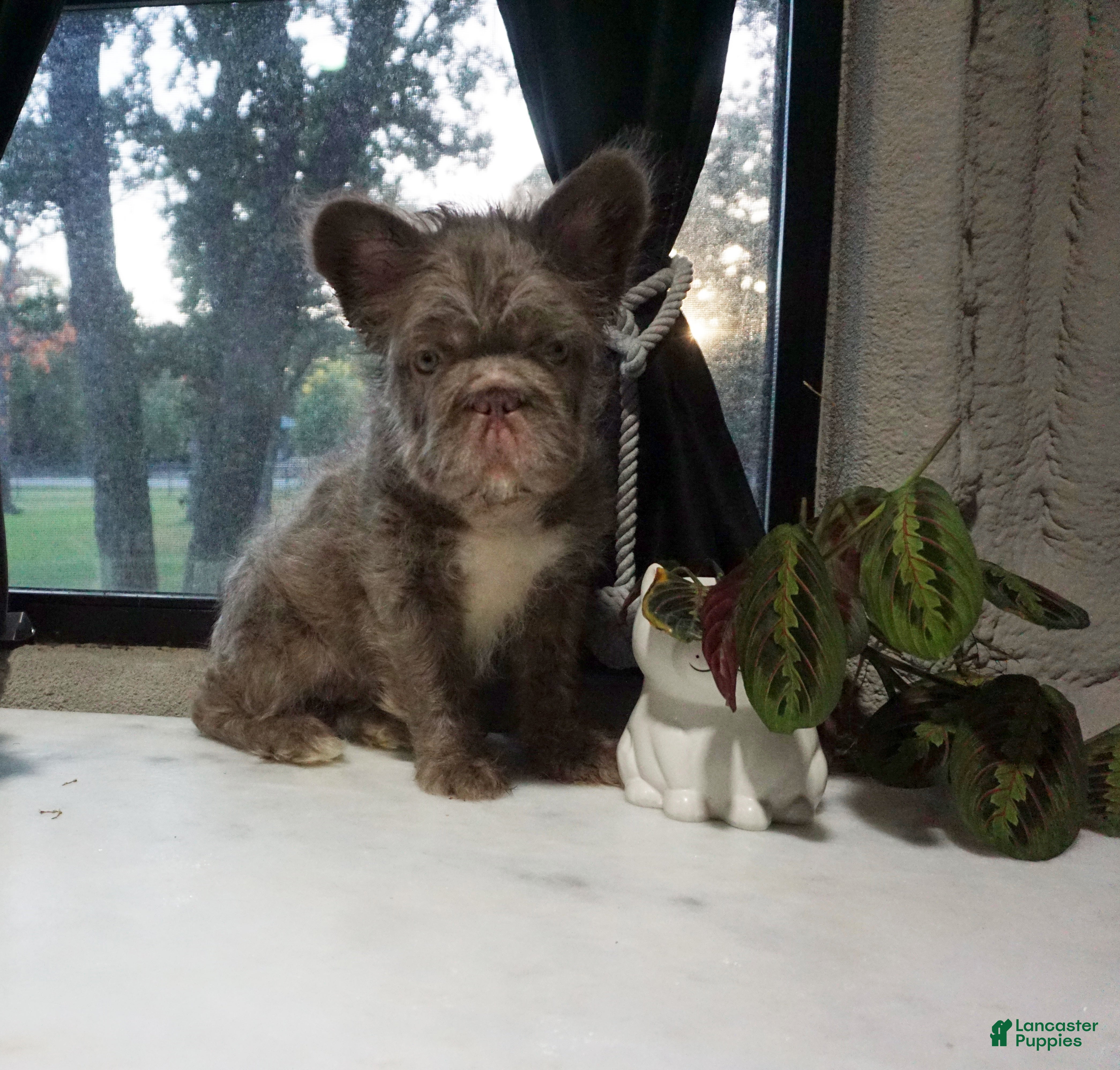 French Bulldog dogs Blue - Ad 2