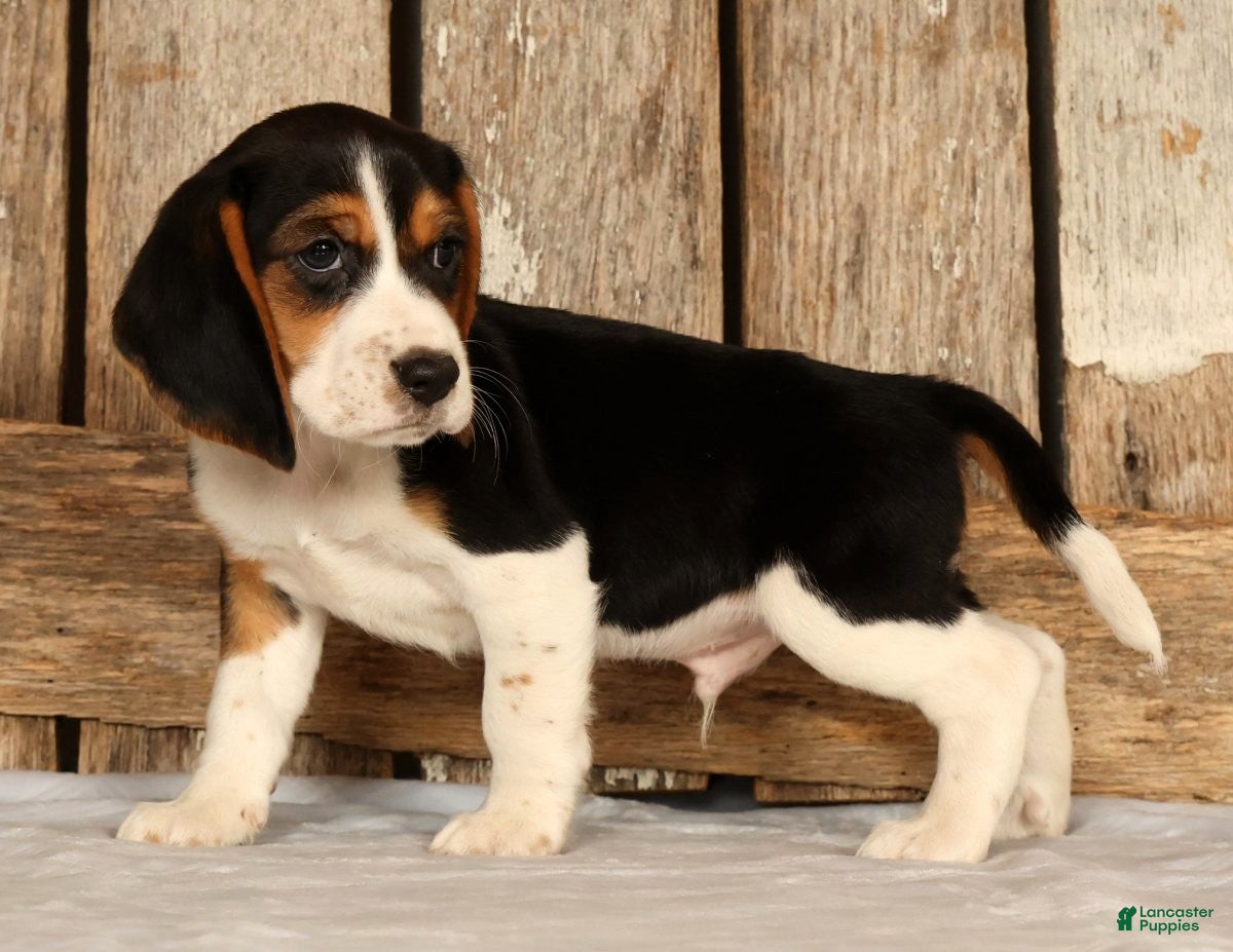 Beagle dogs for sale: Captain - Ad 7