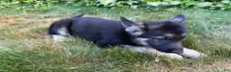 German Shepherd dogs for sale: Leo - Ad 4