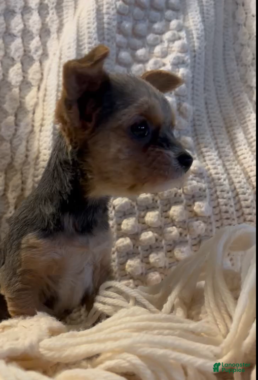 Yorkshire Terrier dogs Mitchy - Ad 5