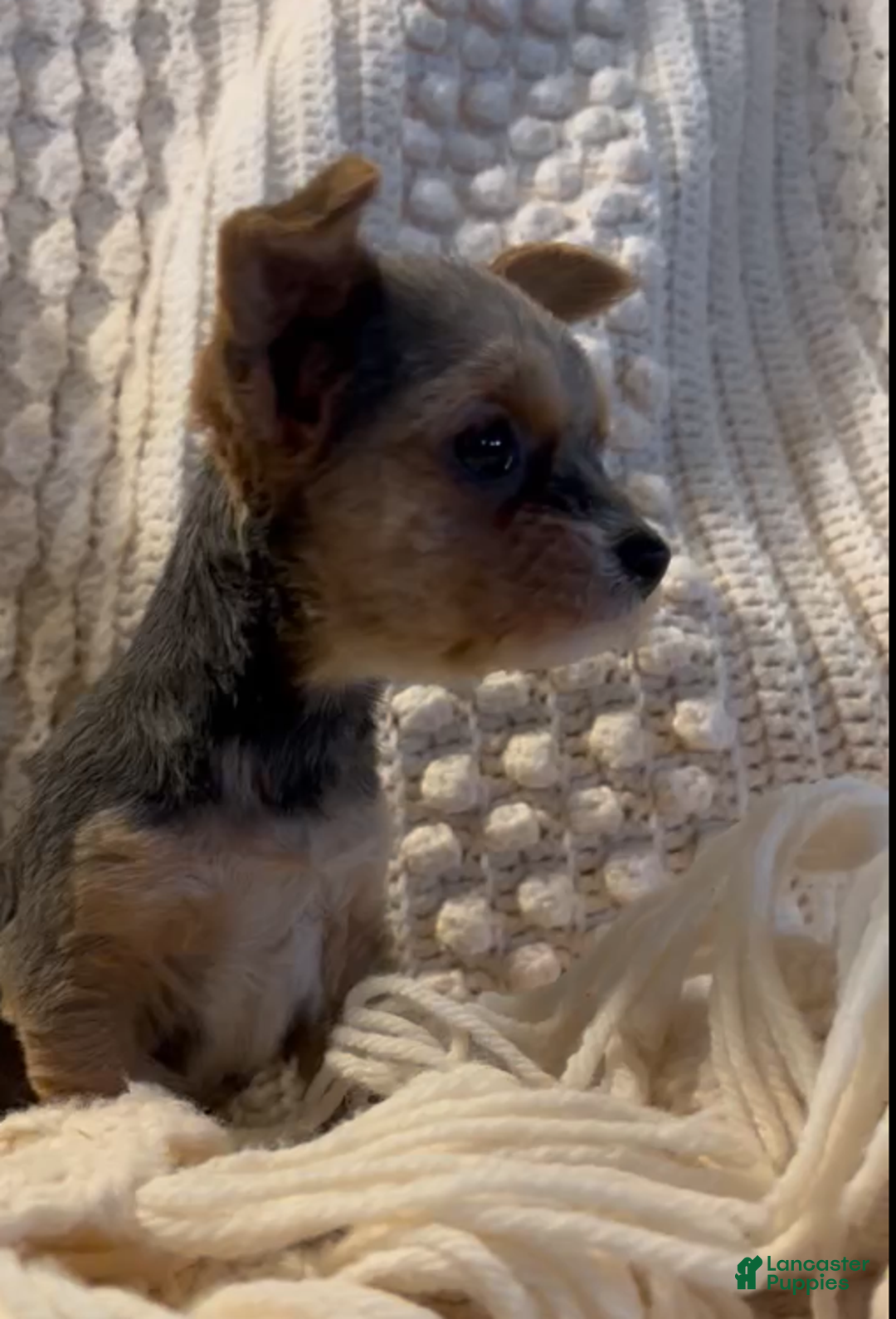 Yorkshire Terrier dogs for sale: Mitchy - Ad 1