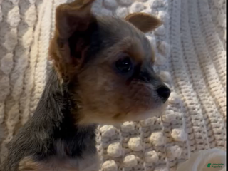 Yorkshire Terrier dogs Mitchy - Ad 18