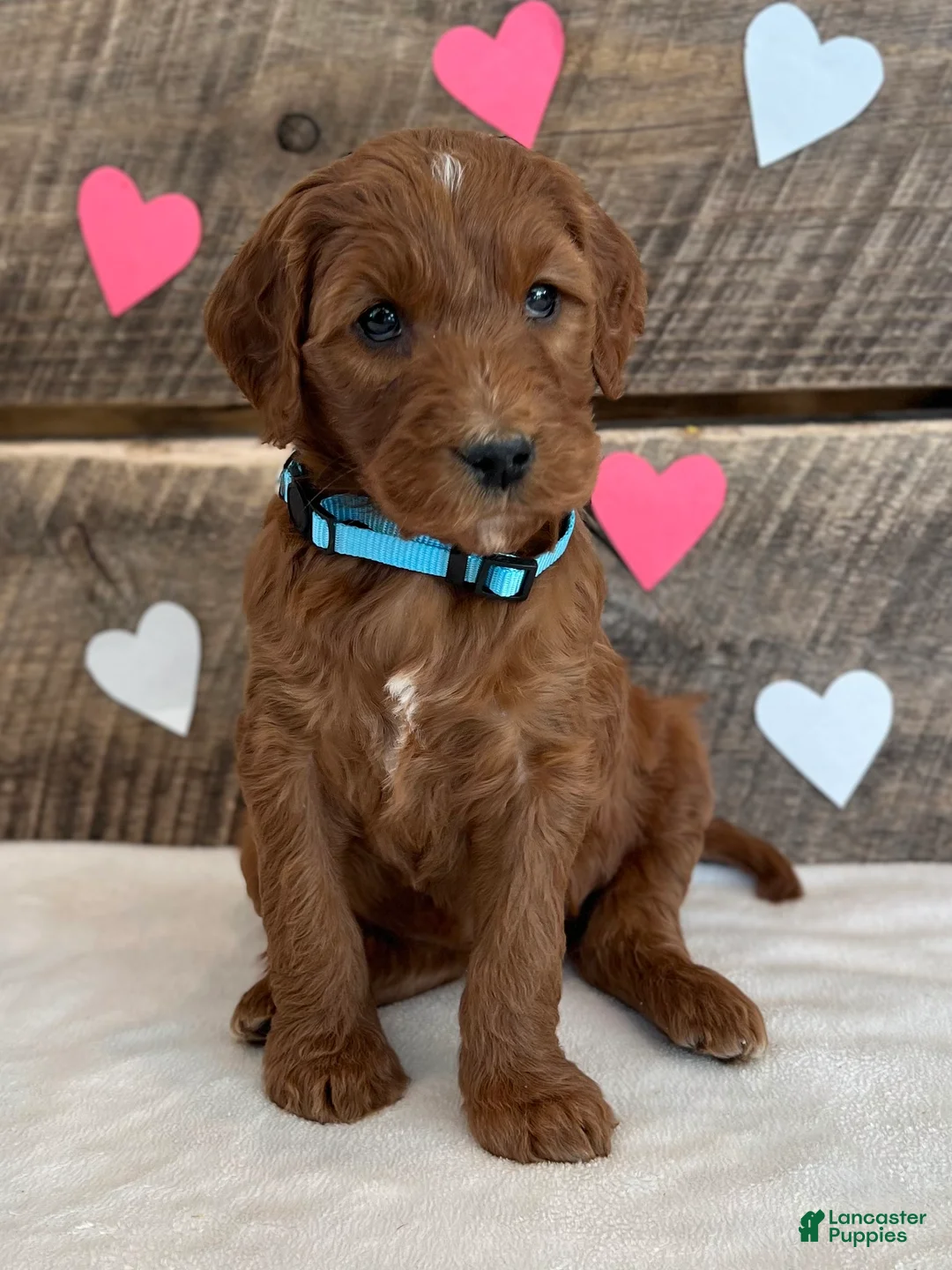 Irish Doodle dogs for sale: Ginger - Ad 9