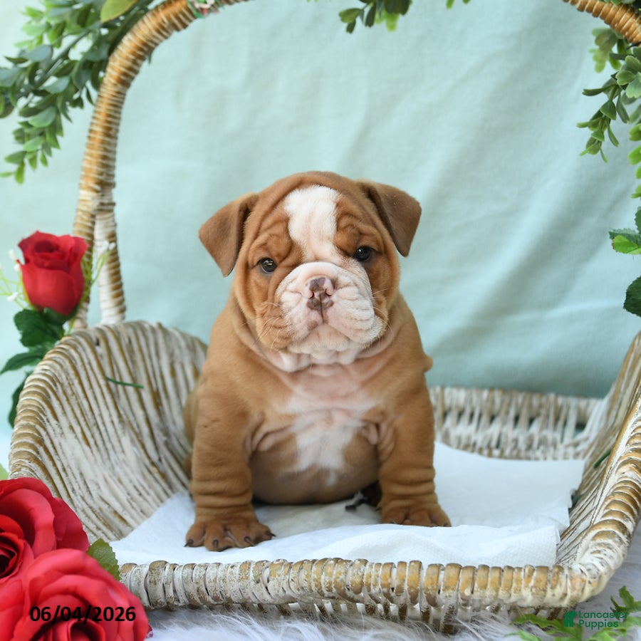 English Bulldog dogs for sale: Diesel - Ad 4