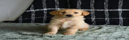 Golden Retriever dogs for sale: Blues - Ad 2