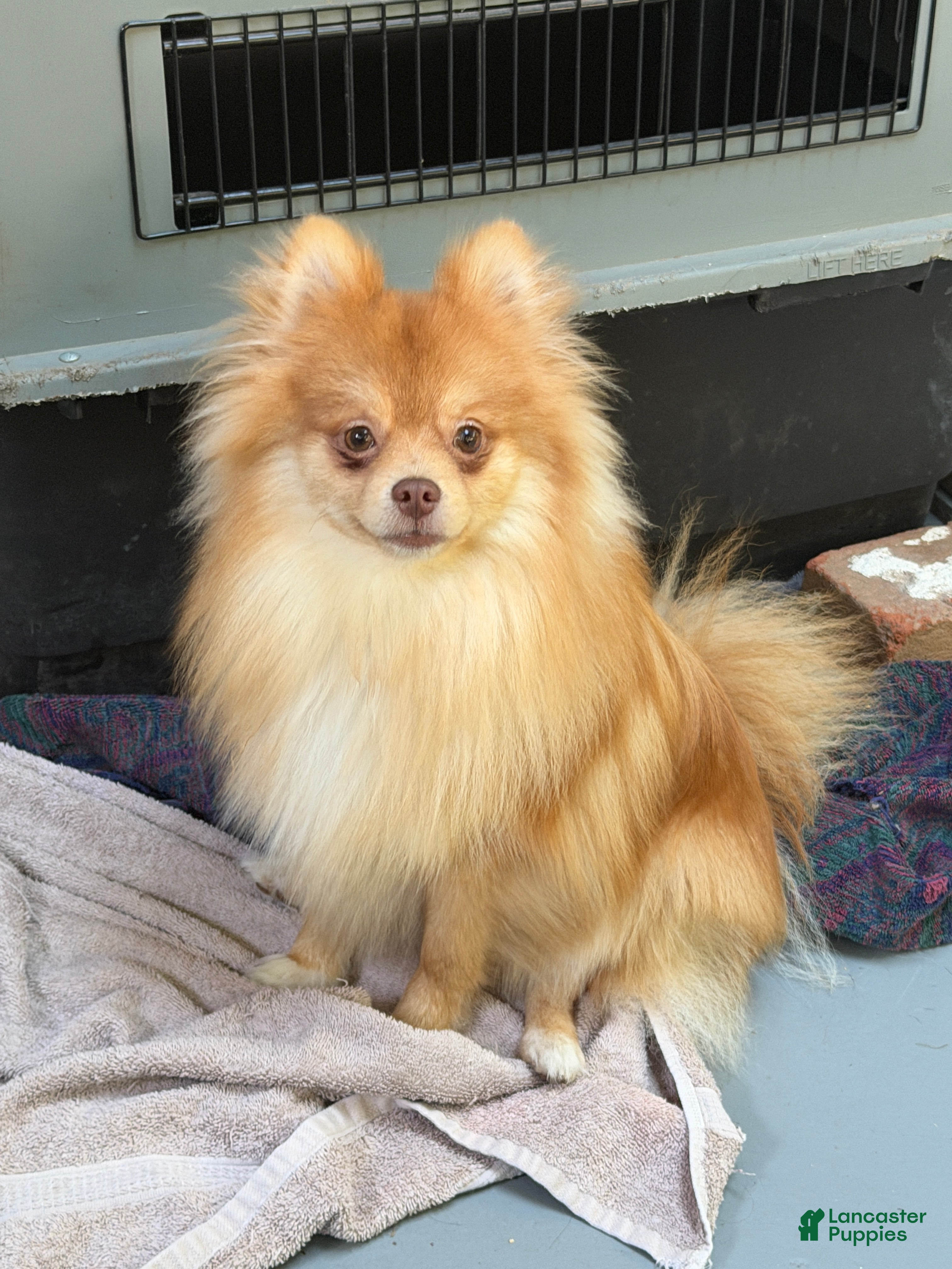 Pomeranian dogs Red - Ad 14