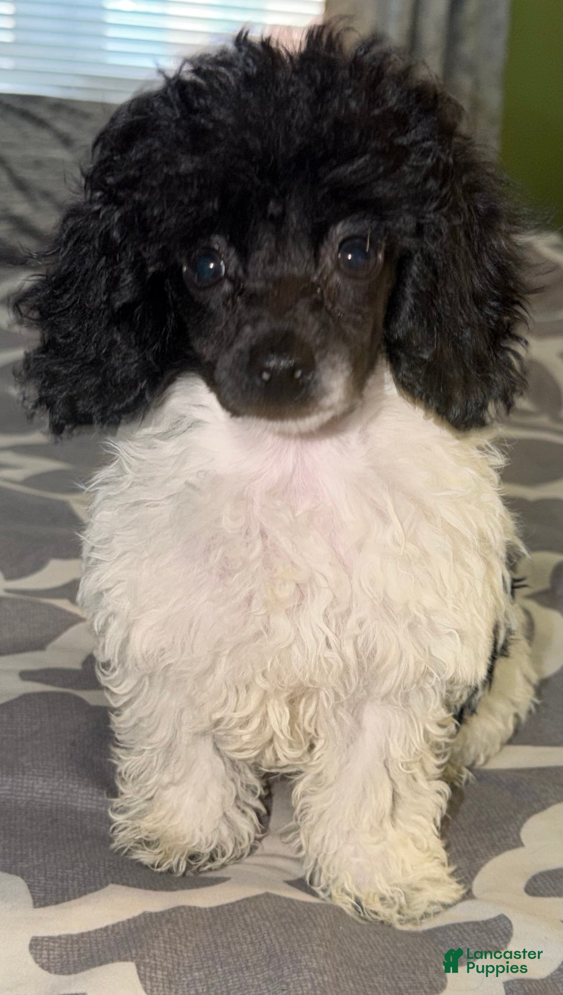 Toy Poodle dogs Luca  - Ad 1