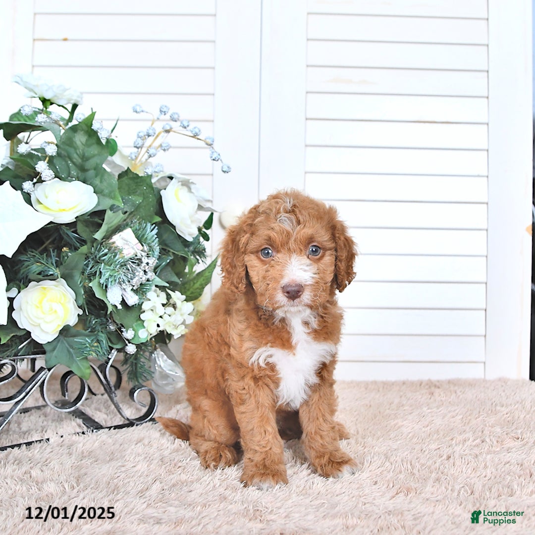 Mini Goldendoodle dogs for sale: Dawn - Ad 2