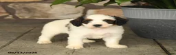 Double Doodle dogs for sale: Mocha - Ad 3