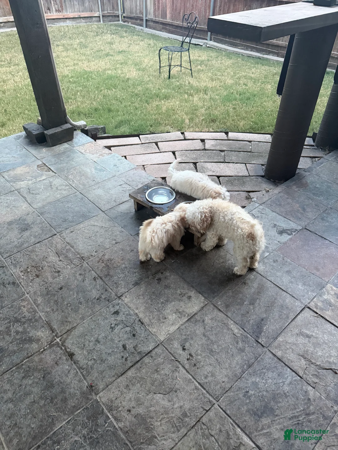 Mixed Breed dogs for sale: Mixed Breed 1 - Ad 4