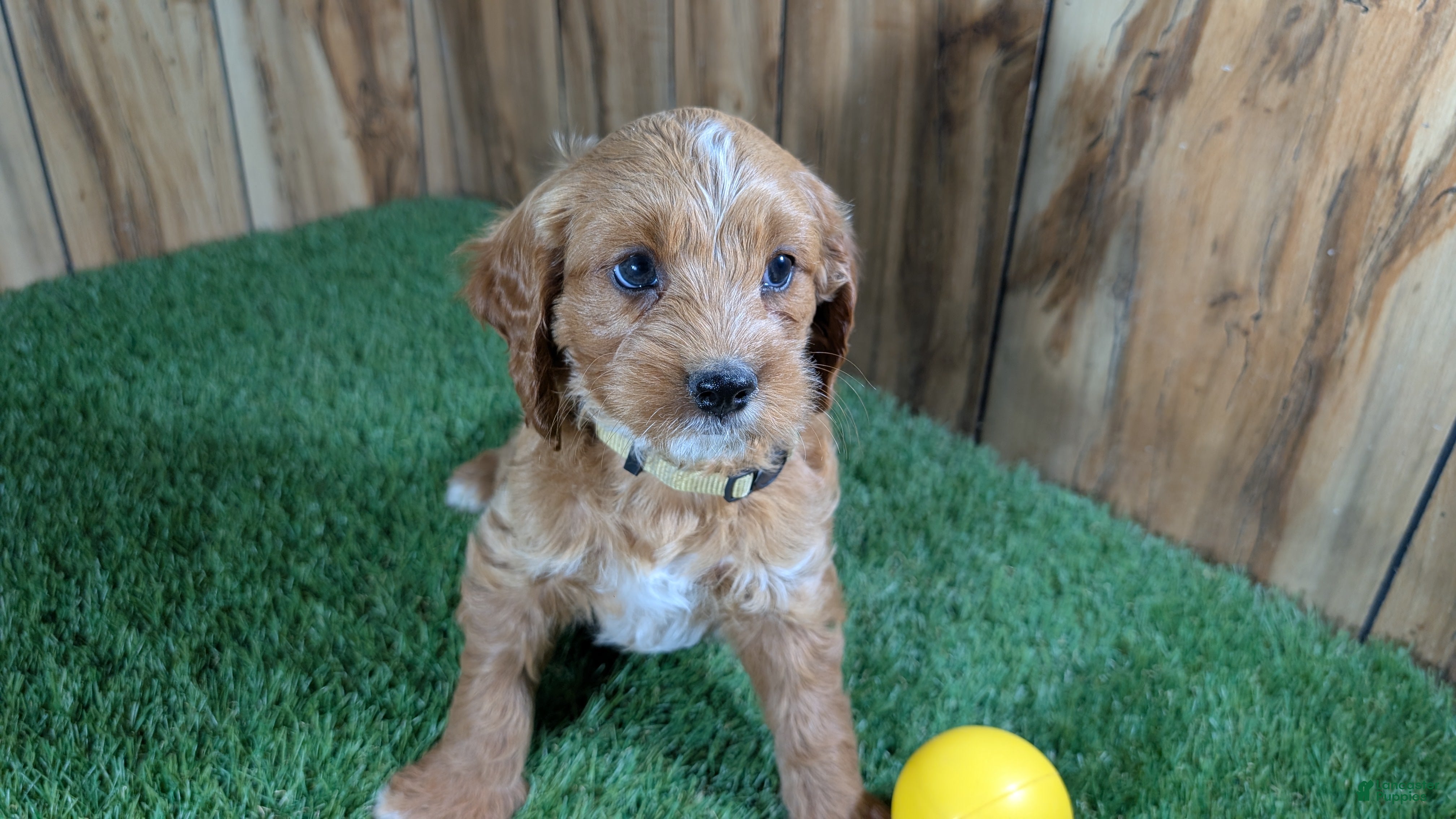 Cavapoo dogs Jazzy Boy 7 - Ad 2