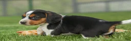 Beagle dogs for sale:  Charlie 🐶✨ - Ad 11