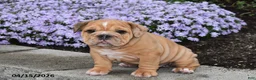 English Bulldog dogs for sale: Daphne - Ad 5