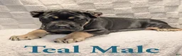 Cane Corso dogs for sale: Teal  - Ad 2