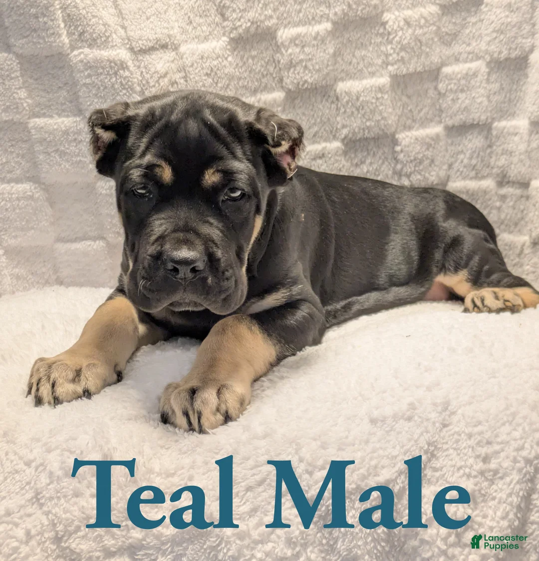 Cane Corso dogs for sale: Teal  - Ad 2