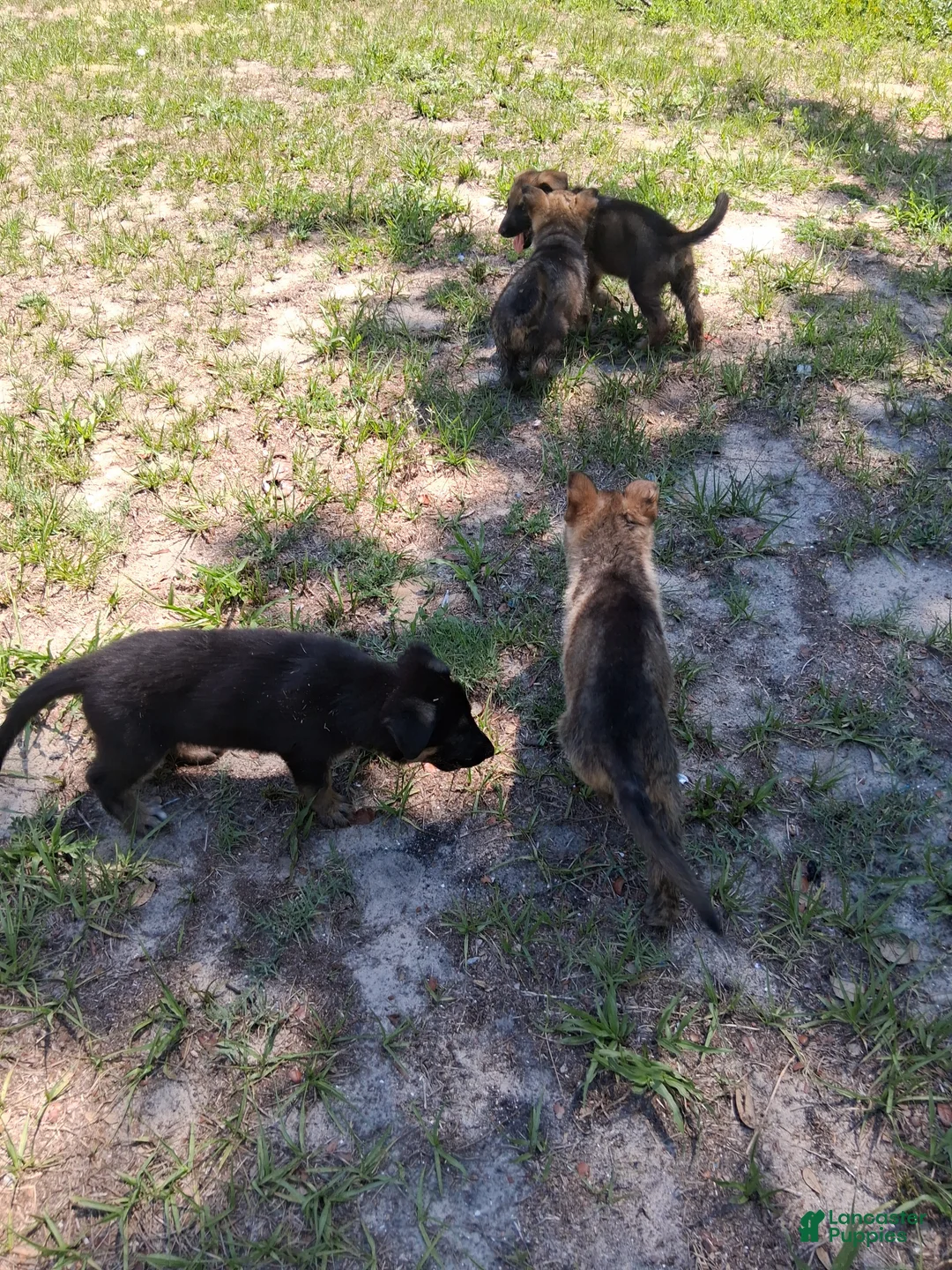 German Shepherd dogs for sale: German Shepherd Puppy 3 - Ad 2