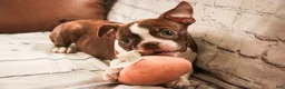 Boston Terrier dogs for sale: Kade - Ad 3