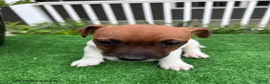 Simon