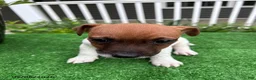 Jack Russell Terrier dogs for sale: Simon - Ad 1
