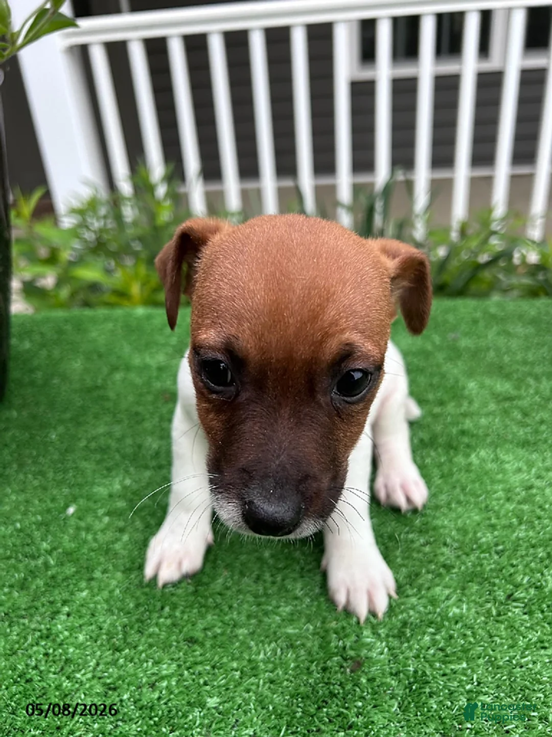 Jack Russell Terrier dogs for sale: Simon - Ad 1