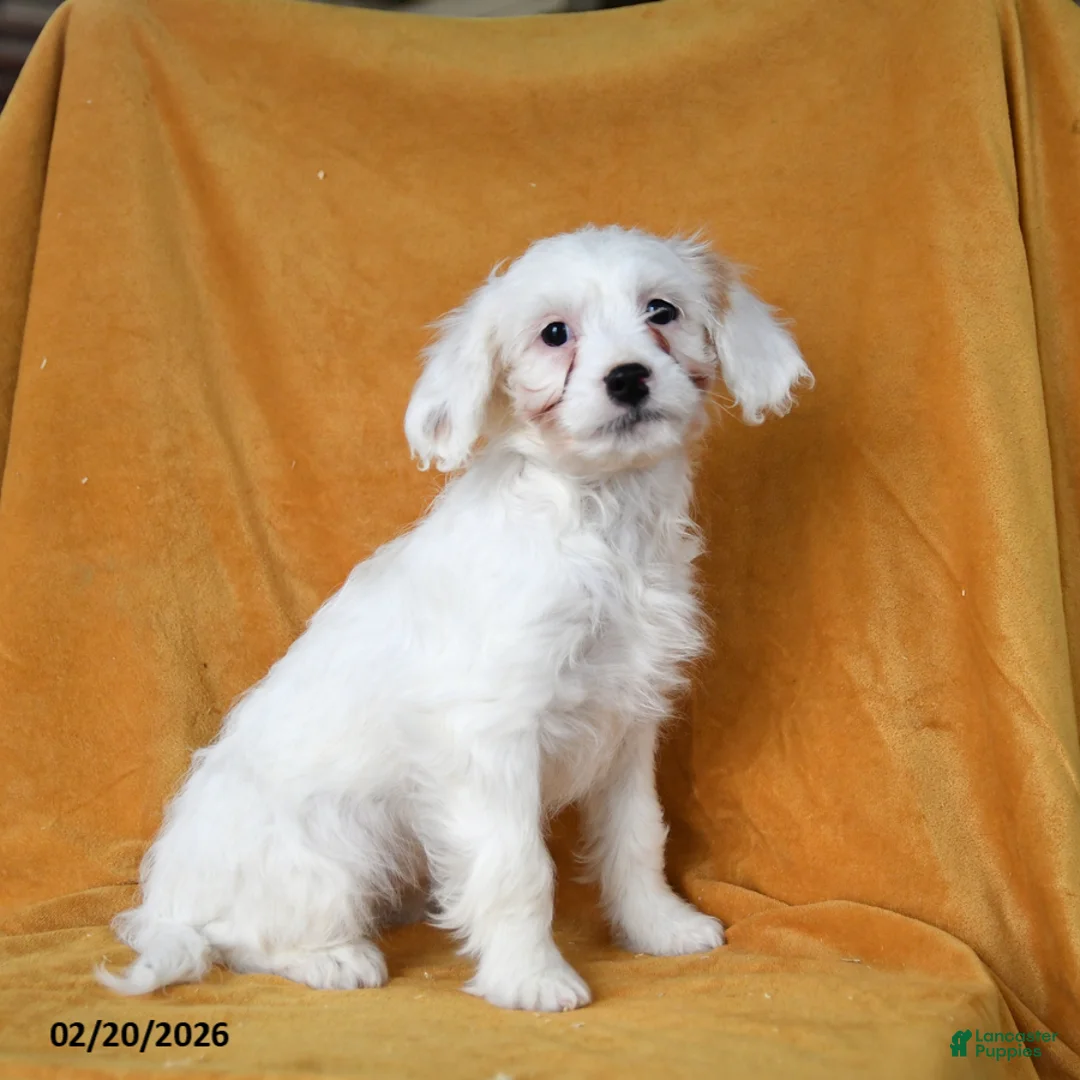 Cavapoo dogs for sale: Gidget - Ad 1