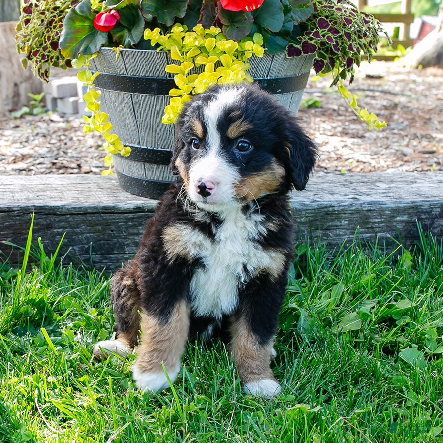 Bernese Mountain Dog dogs Peanut - Ad 1