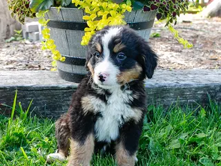 Bernese Mountain Dog dogs for sale: Peanut - Ad 3