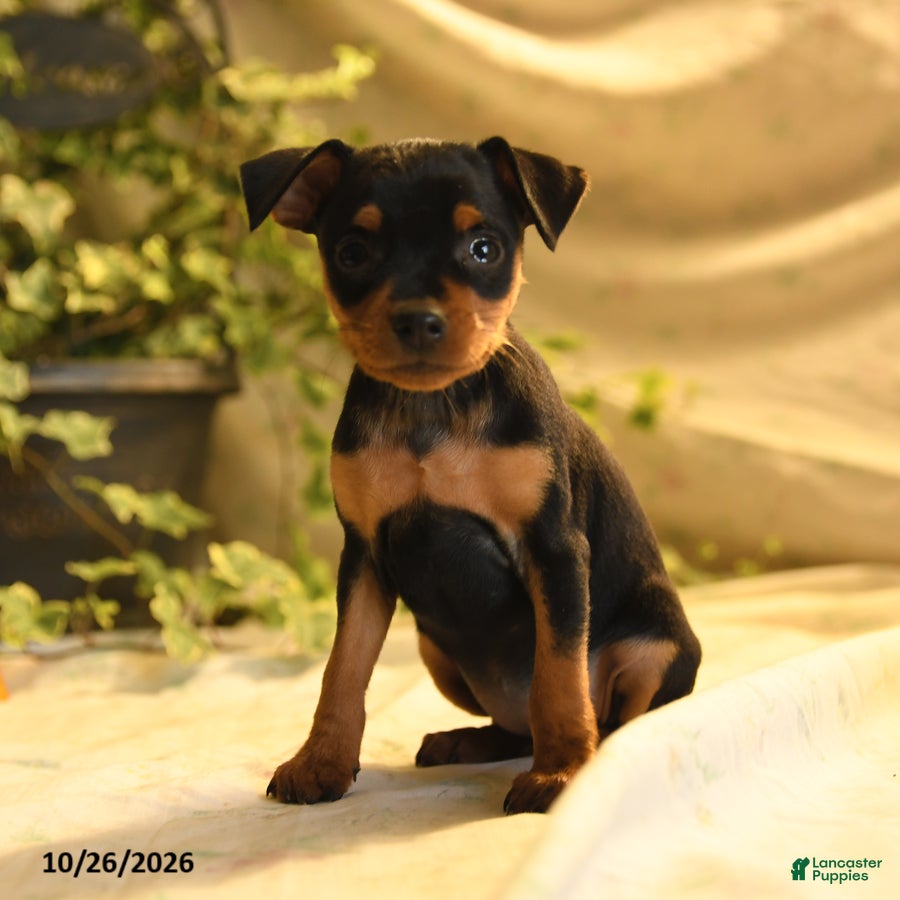 Miniature Pinscher dogs for sale: Phoenix - Ad 1