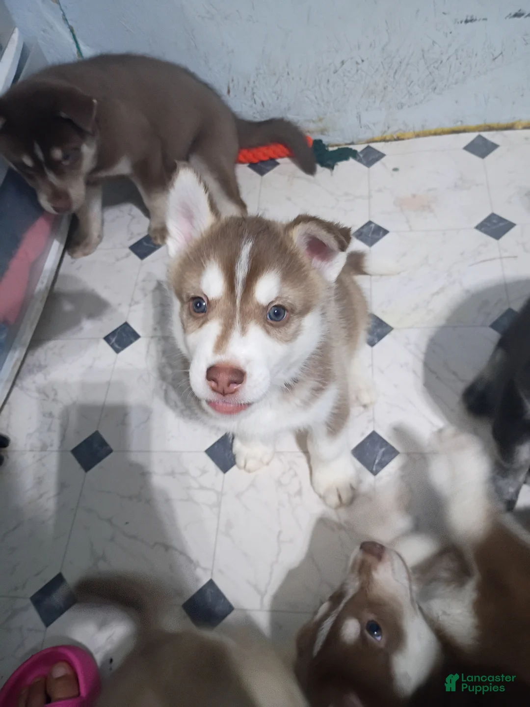 Siberian Husky dogs for sale: Orange Collar 5th Born - Temp Name is Tangerine - Ad 2