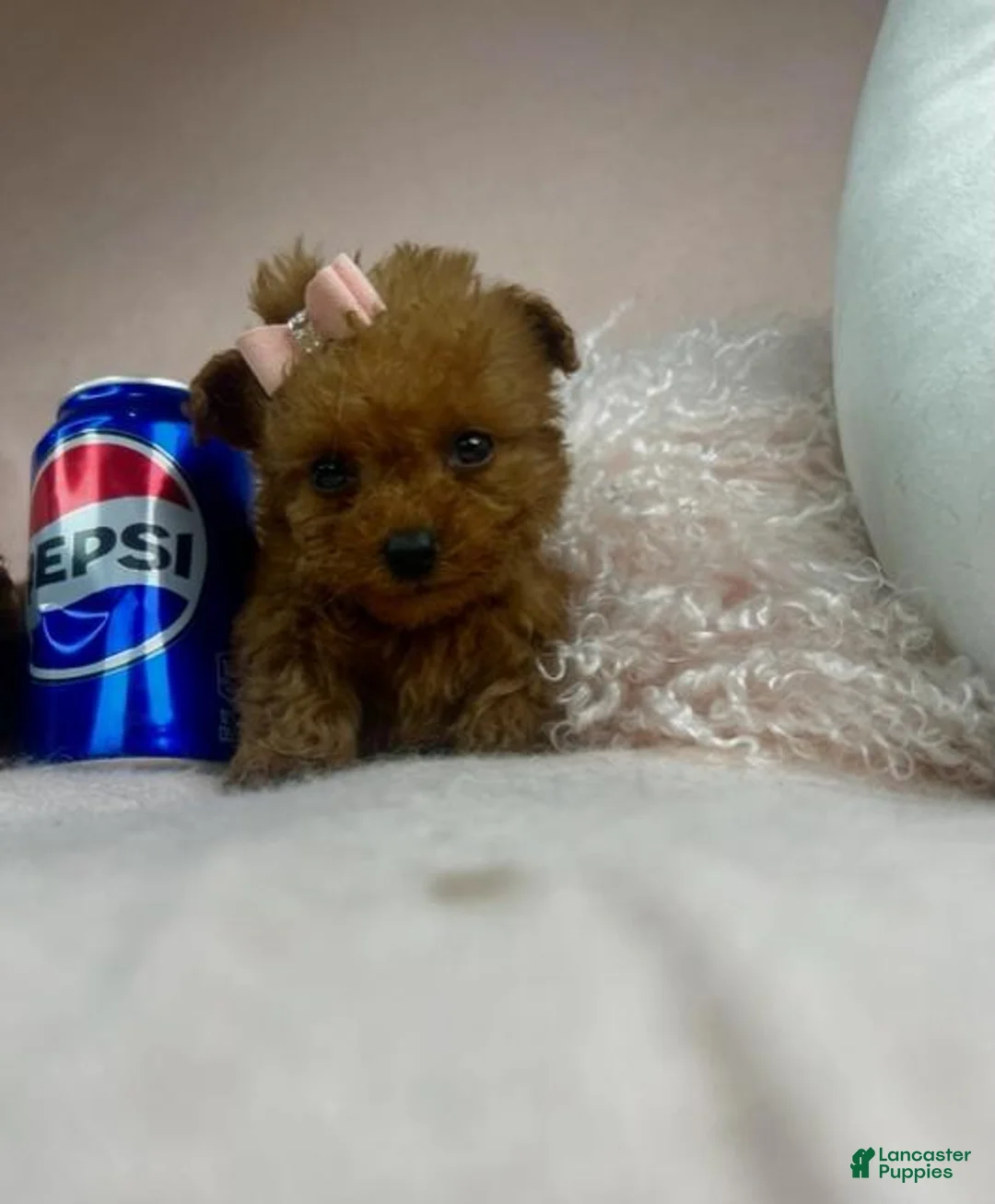 Toy Poodle dogs for sale: Toy Poodle 1 - Ad 3
