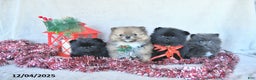 Pomeranian dogs for sale: Elf EXTRA SMALL - Ad 3