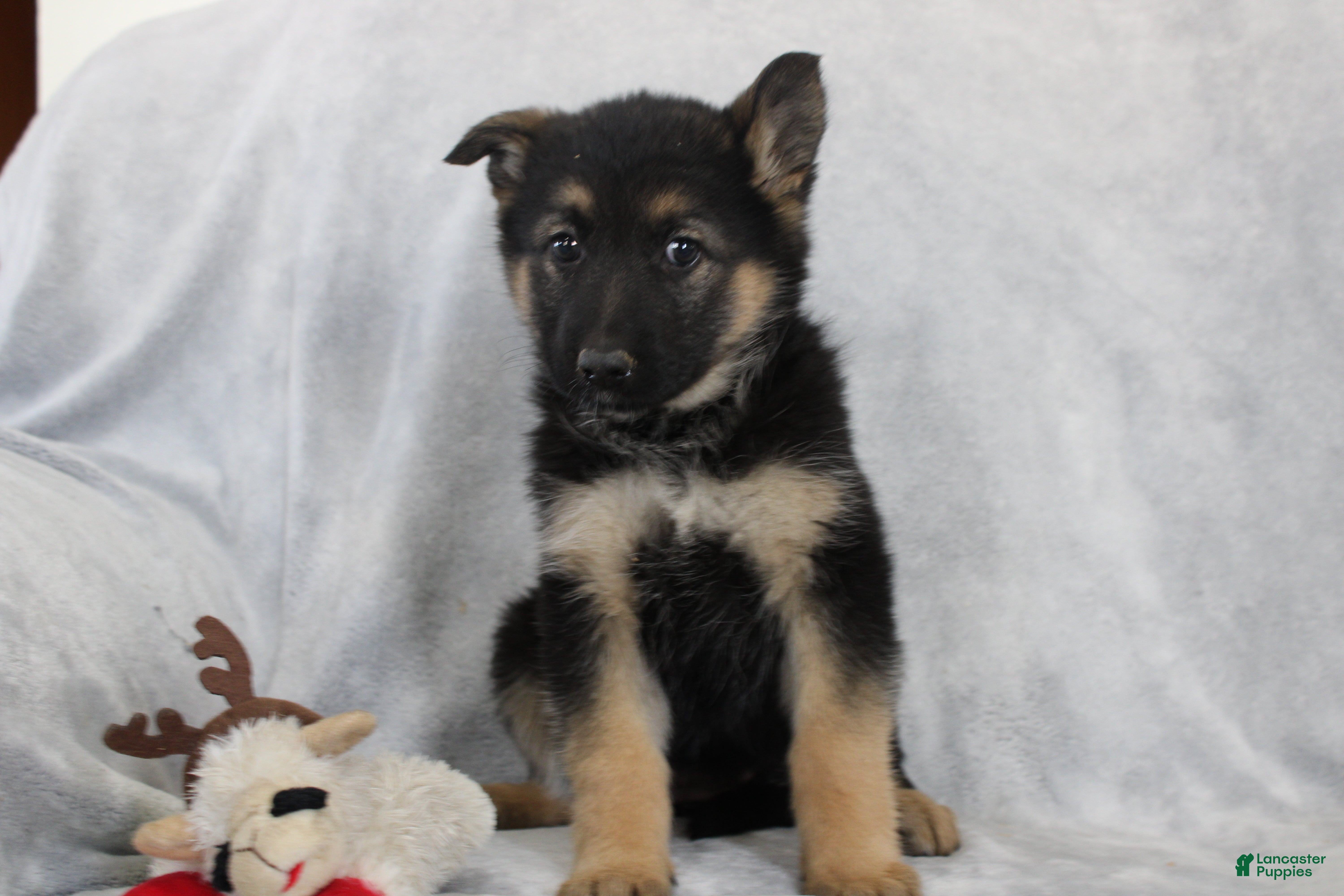 German Shepherd dogs Cassie - Ad 1