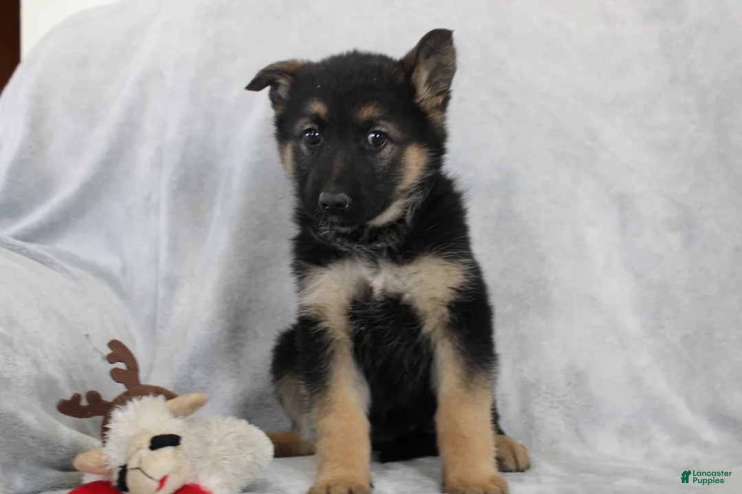 German Shepherd dogs for sale: Cassie - Ad 1