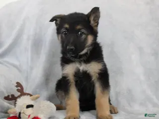 German Shepherd dogs for sale: Cassie - Ad 3